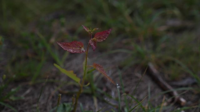 Watering small tree sapling