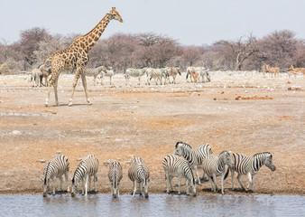 Fototapeta na wymiar Zebra At A Water Hole
