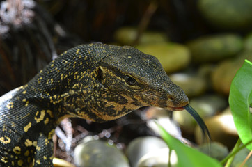Bindenwaran, Varanus salvator