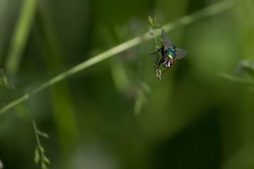 fly on the green background