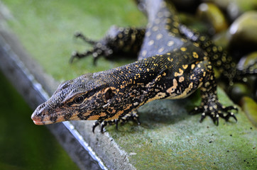 Bindenwaran, Varanus salvator