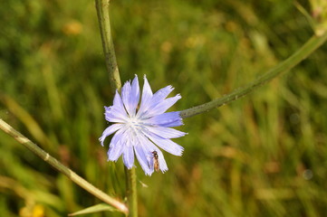 Gewöhnliche Wegwarte -Cichorium intybus