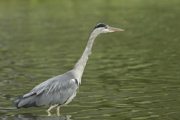 Grey Heron 