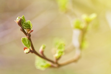 Young green buds and leaves blossoming on the branches of a tree.