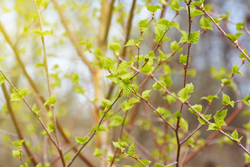 Young green buds and leaves blossoming on the branches of a tree.