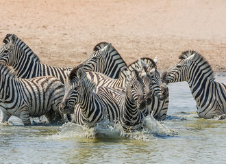 Fototapeta na wymiar Zebra Crossing A River