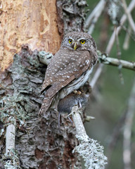 Eurasian pygmy owl