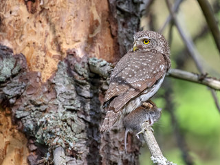 Eurasian pygmy owl