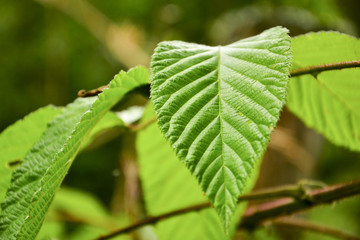 Green leaf with details and texture