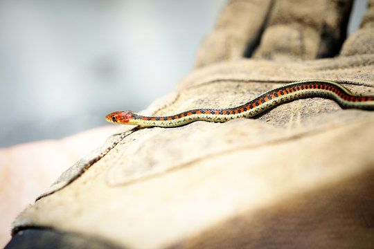 Young Striped Snake.