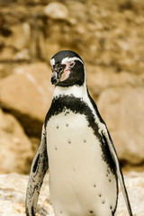 Prestance et &eacute;l&eacute;gance 