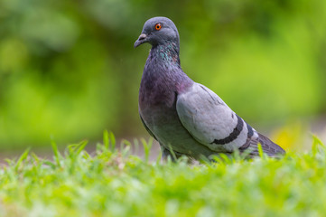 Pegion (Columba livia) in a park of Thailand, common bird; sometime may causes of bird-flu