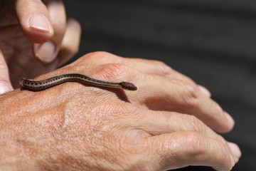 Fototapeta premium Young striped snake on a male hand.