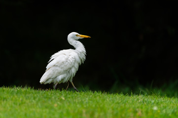 Fototapeta premium Little Egret spotted in Thailand looking for food