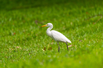 Little Egret spotted in Thailand looking for food