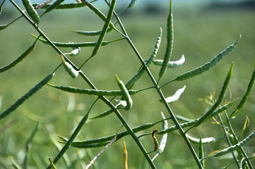 Stems of rapeseed with pods
