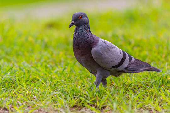 Pegion (Columba livia) in a park of Thailand, common bird; sometime may causes of bird-flu