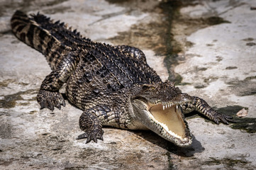 Portrait of freshwater Crocodile in a farm in Thailand, Phuket Crocodile farm, feeding the Crocodylus with raw chicken, it is one of the tourist attraction in Phuket