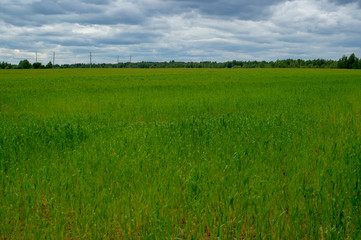 Fototapeta premium Поле