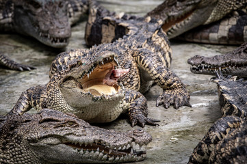 Portrait of freshwater Crocodile in a farm in Thailand, Phuket Crocodile farm, feeding the Crocodylus with raw chicken, it is one of the tourist attraction in Phuket