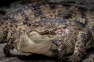 Portrait of freshwater Crocodile in a farm in Thailand, Phuket Crocodile farm, feeding the Crocodylus with raw chicken, it is one of the tourist attraction in Phuket
