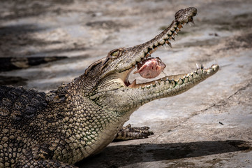 Portrait of freshwater Crocodile in a farm in Thailand, Phuket Crocodile farm, feeding the Crocodylus with raw chicken, it is one of the tourist attraction in Phuket