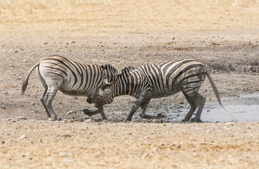 Obraz na płótnie Canvas Zebra Fighting