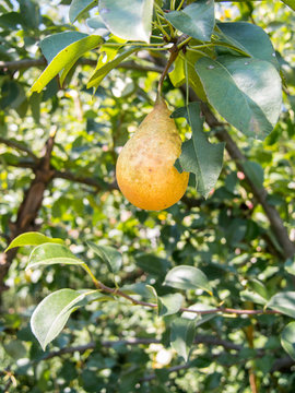 ripe pear hanging in the tree