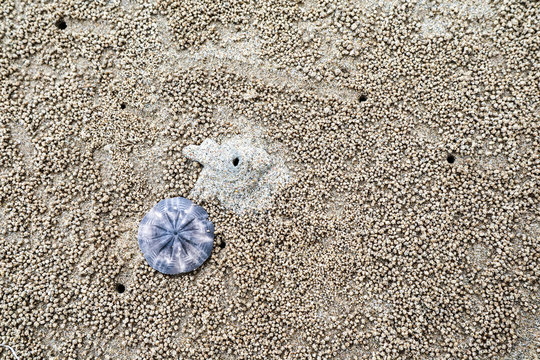 plankton dead on beach after its cann't escape from ebb tide