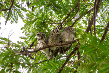 Spotted Owlet (Athene brama) living in a local park of Thailand, one of the smallest owl typically living in pair with other family members