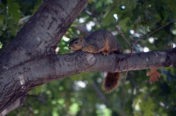 Squirrel