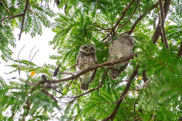 Spotted Owlet (Athene brama) living in a local park of Thailand, one of the smallest owl typically living in pair with other family members
