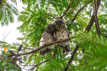 Spotted Owlet (Athene brama) living in a local park of Thailand, one of the smallest owl typically living in pair with other family members