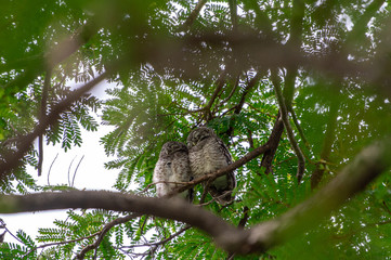 Spotted Owlet (Athene brama) living in a local park of Thailand, one of the smallest owl typically living in pair with other family members