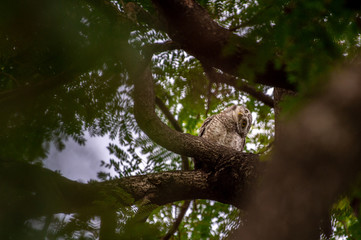 Spotted Owlet (Athene brama) living in a local park of Thailand, one of the smallest owl typically living in pair with other family members