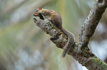 Indisches Palmenhörnchen Funambulus palmarum