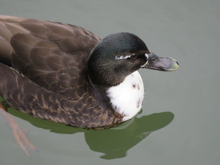 Mixed up Mallard swimming