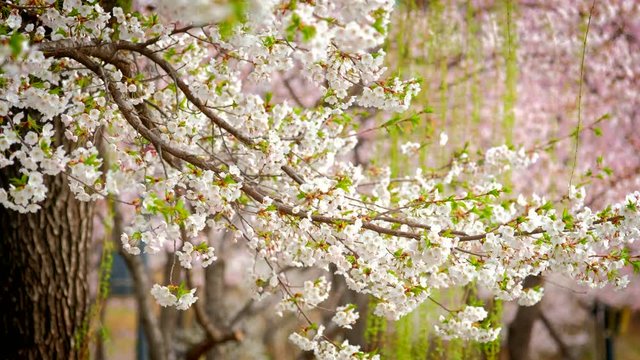 Blooming sakura cherry blossom