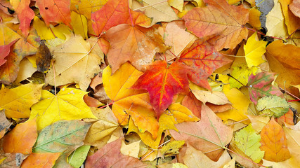 Naklejka na ściany i meble Bright autumn background from fallen leaves