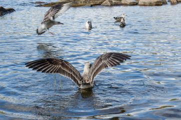 Large seagulls on the water.Birds and nature.