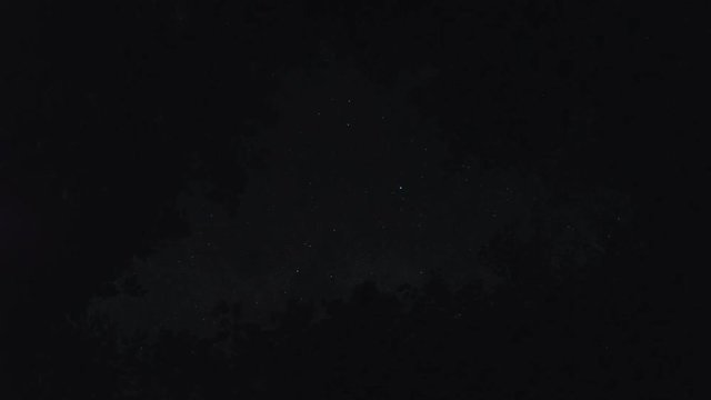 Night sky through the canopy of trees. Time lapse shot