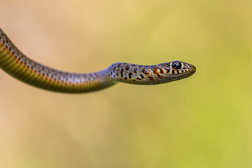 Portrait of Caspian Whip Snake