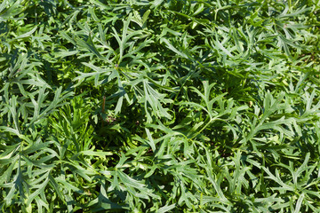 Green background of herbaceous plants