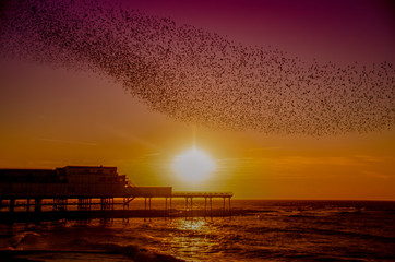 Fototapeta na wymiar A murmuration of starlings dance over their winter roost, the pier in Aberystwyth, Ceredigion, West Wales. This is only one of six sites across the United Kingdom where starlings live out the winter.