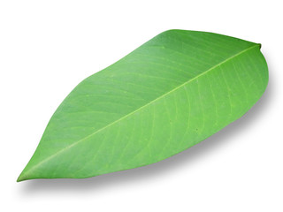 green leaf on white isolated background with clipping path