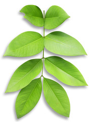 green leaf on white isolated background with clipping path