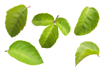 green leaf on white isolated background with clipping path