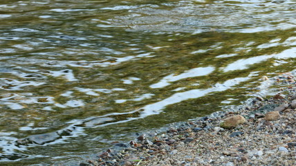 愛知 天白川 水面 川  夏 日中 水辺