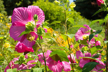 Roseneibisch mit riesigen Blüten © E. Schittenhelm