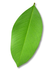 Obraz premium green leaf on white isolated background with clipping path